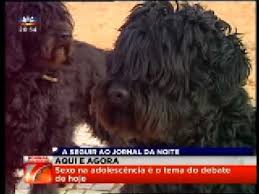 Cão d agua português/portuguese water dog ninhada de 9 crias disponivel para reserva 3machos, 6femeas nascidas a 5 março 2019, entregues apartir das 8 semanas as crias são entregues desparasitadas, vacinadas, com lop e chip identificação. Cao De Agua Portugues Youtube