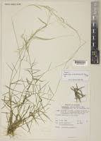Image result for Leptochloa panicea