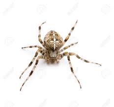 Black And White Spider Texas Diadem Spider Araneus Diadematus In Front Of A White Background White Background Spider Graphic Design Tutorials