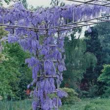 Image result for Wisteria