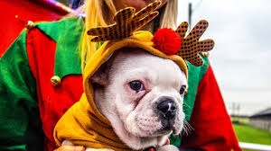 F1 red bull ir f1! Trouble At Christmas Ft Dotty The French Bulldog French Bulldog Vw Commercial Christmas