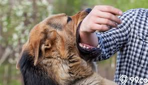 Maybe you would like to learn more about one of these? Mimpi Digigit Anjing Awas Bisa Jadi Pertanda Pengkhianatan