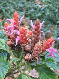 Image result for Justicia scandens