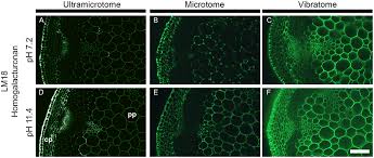 The most basic reason that cells are stained is to enhance visualization of the cell or certain cellular components under a microscope. Frontiers A Comparative Study Of Sample Preparation For Staining And Immunodetection Of Plant Cell Walls By Light Microscopy Plant Science