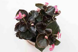 Maybe you would like to learn more about one of these? Wax Begonia Plant Care Growing Guide