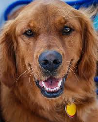 It's also free to list your available puppies and litters on our site. Red Golden Retriever The Complete Dog Breed Guide All Things Dogs All Things Dogs