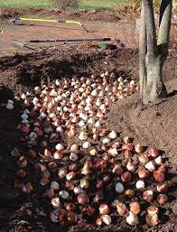 Quick Easy Trench Planting For Fall Bulbs American Meadows Garden Bulbs Fall Bulbs Tulips Garden