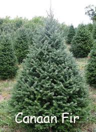 For more information on christm. Canaan Fir Lush Lawn Amazing Gardens Landscape