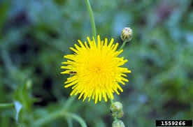 Image result for Sonchus wilmsii