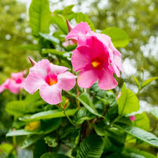 Image result for dipladenie sanderi obrázek