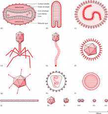 Different Variations Of Viruses Microbiology Study Microbiology Fun Science