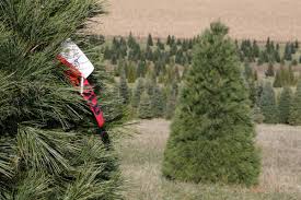 Maybe you would like to learn more about one of these? A Master List Of Cut Your Own Christmas Tree Farms In Cincinnati