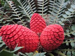Image result for Encephalartos ferox