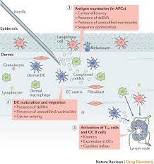 Both pfizer and moderna are testing their separate vaccine candidates that use messenger rna, or mrna, to trigger the immune system to produce protective antibodies. Mrna Vaccines A New Era In Vaccinology Nature Reviews Drug Discovery