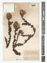 Image result for Carduus nyassanus