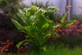 Image result for Rorippa nudiuscula