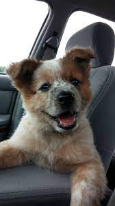The legs are straight on round feet with short toes. Honesty From An Australian Cattle Dog Owner These Little Biters Can Drive You Crazy Pethelpful