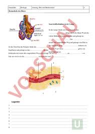 Der unterschied zwischen der inneren und äußeren atmung ist, dass das innere atmen auch zellatmung genannt wird. Arbeitsblatt Innere Atmung Biologie Anatomie Physiologie