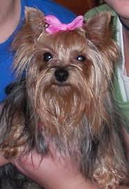 My Teacup Yorkie Lillie Belle Wearing A Pink Bow Yorkie Silky Terrier Yorkie Names