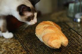 5 Recettes De Friandises Pour Chat Qui Feront Ronronner Votre Felin De Plaisir Friandises Pour Chat Biscuits Pour Chat Conseils Pour Chat