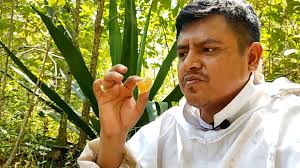 El Origen de la Miel Transparente y Cristalina: Pureza Líquida de la  Naturaleza #abejas #apibees #datoscuriosos #virals #miel #mielcristalina  #mielnatural