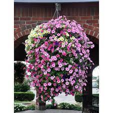 Soil Moist 1 Lb Synthetic Polymer Moisture Control Lowes Com In 2021 Hanging Plants Container Flowers Hanging Flowers