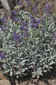 Image result for Salvia
