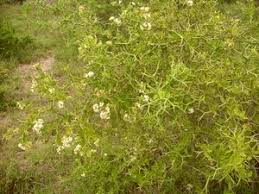 Image result for Carissa bispinosa