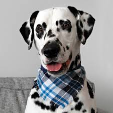 March 31, 2021 by albert james leave a comment. Diy Fringed Flannel Dog Bandana With Accent Trim Neck Ties Dalmatian Diy