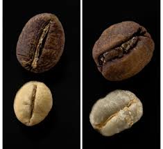 Image result for Coffea salvatrix