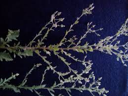 Image result for Pseudoconyza viscosa