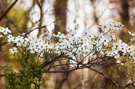 Trees flowering in virginia now. Celebrating State Trees Of The Chesapeake Chesapeake Bay Program