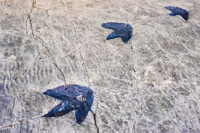 What Is An Imprint Fossil?