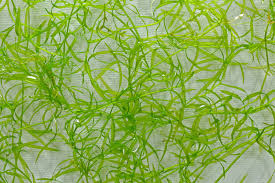 Image result for Najas graminea