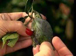 O fungo nas unhas é um dos problemas mais comuns de se obter. Globo Rural Veja As Orientacoes Para Acabar Com A Fumagina Em Laranjeiras Globoplay