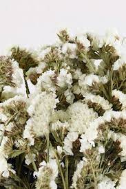 Dried White Statice Flowers Dried Flowers Flowers How To Preserve Flowers