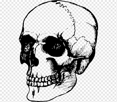 The parting between the legs is one quarter head below the middle of the body. Skull Human Skeleton Head Drawing Skull Rose Face Monochrome Head Png Pngwing