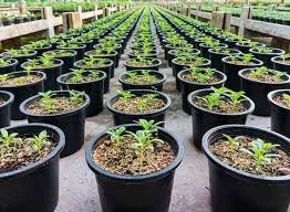 The vast majority of all the plants and flowers you see when you come to visit have been grown right in our own greenhouses. Top 20 Plant Nurseries In Bhimtal Best Nursery Plant Suppliers Nainital Justdial