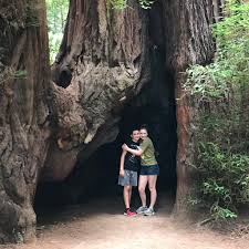 This park has 107 sites for tent camping among shady pine and oak forest trees. Redwood Grove Loop Trail At Henry Cowell Redwoods State Park