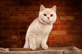 Stormy is an 8 year old rescue that i brought home when he was a tiny baby. British Shorthair Cat Breed Information