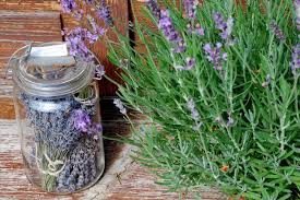 Für den empfindlichen lavendel ist ein herbstschnitt jedoch fatal, da ihm dadurch die kraft zum überwintern geraubt wird. Lavendel Richtig Schneiden Garten Fraulein Zeigt Dir Wie