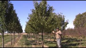 Maybe you would like to learn more about one of these? Ornamental Pear Trees Youtube