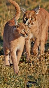 Rare Caracal Couple Caught