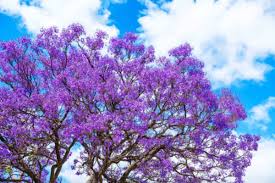 Image result for Jacaranda mimosifolia