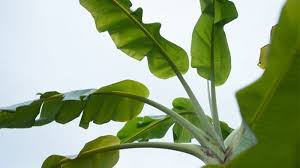 We did not find results for: Di Jepang Lima Lembar Daun Pisang Ditawarkan Rp 684 Ribu Tribunnews Com Mobile