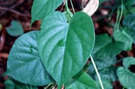 Image result for Turbina longiflora