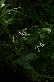 Image result for Streptocarpus solenanthus × eylesii