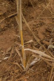 Image result for Chlorophytum stolzii