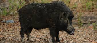 Hog hunting trips - BookYourHunt.com