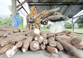 Anak kampung mesti tahu nama dan jenis ubi kayu! Anim Agro Technology Teknologi Tanaman Ubi Kayu Part 1